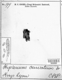 Hysterium curvatum image